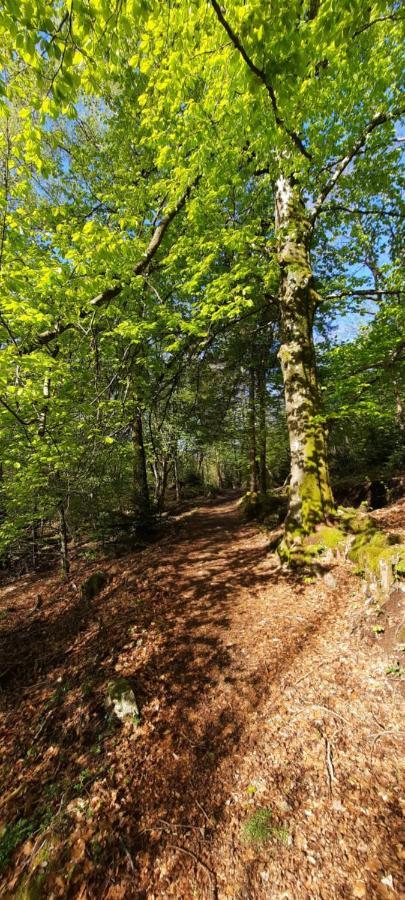Gite Des 3 Jonquilles Saint-Maurice-sur-Moselle Buitenkant foto